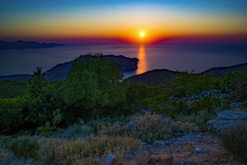 trees near sea during golden hour