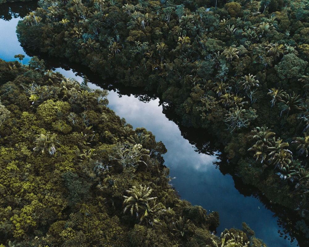 body of water surrounded by trees