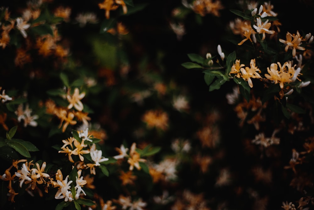 Ixora plant