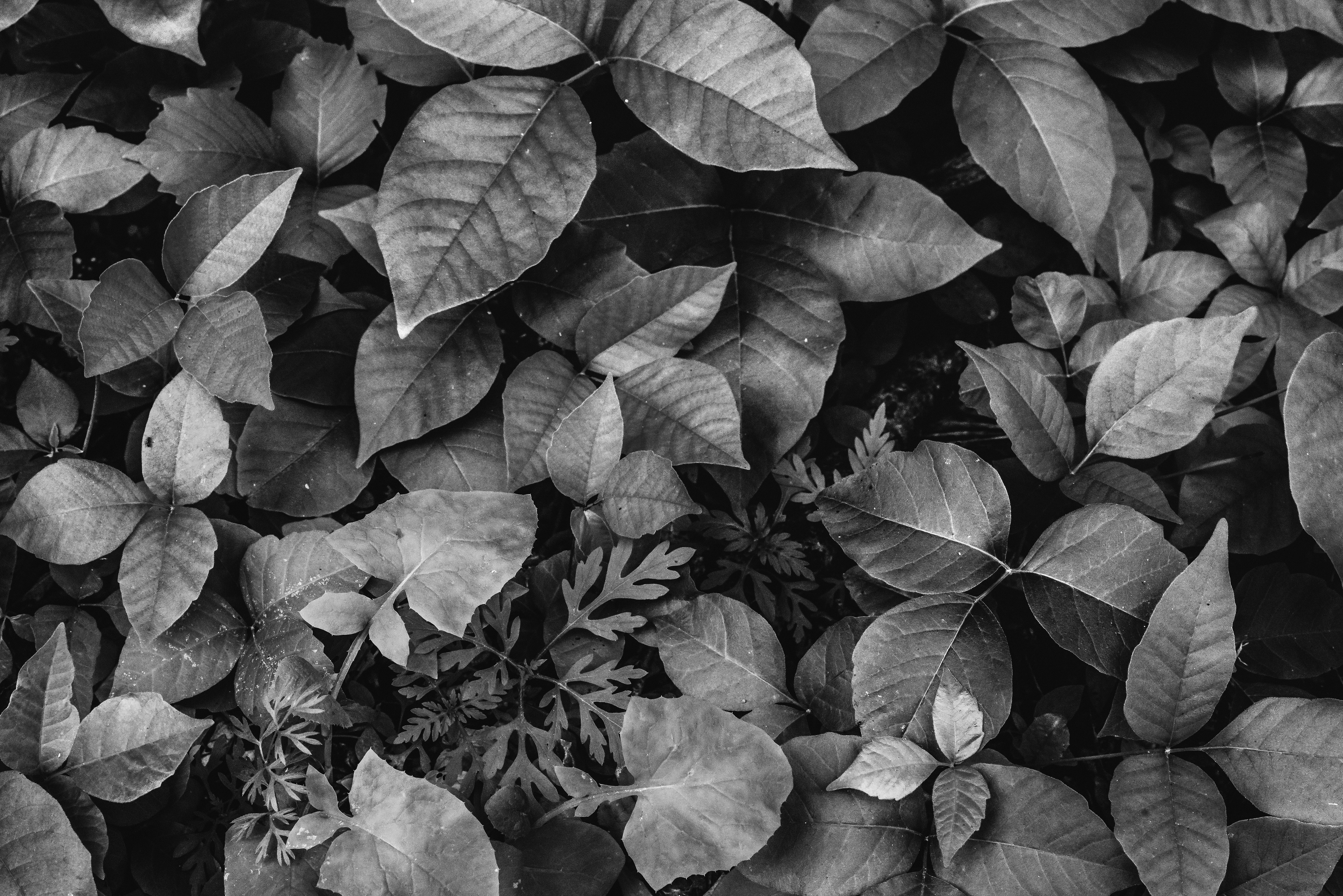 Photo by fernthephotographer