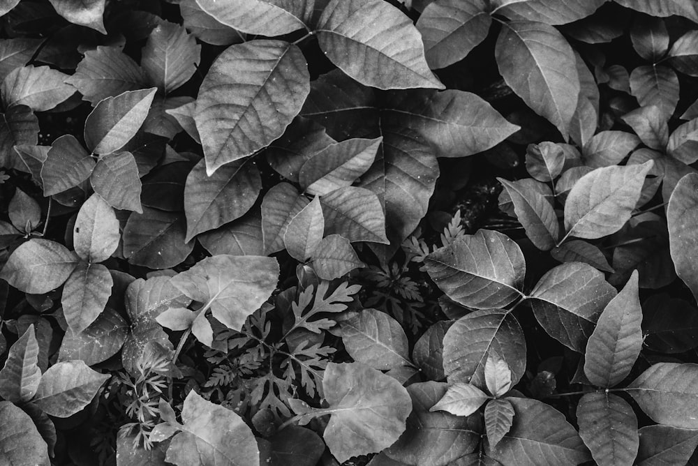 a black and white photo of some leaves