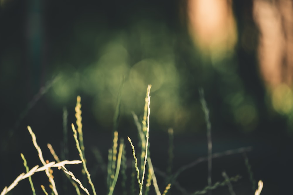 selective focus photography of green leaf plant