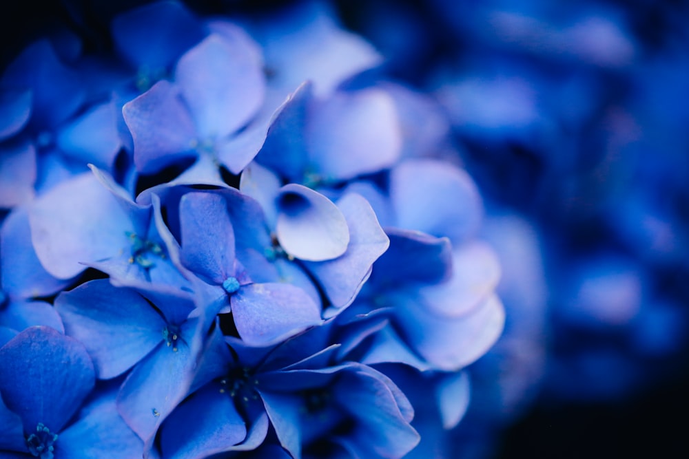 fotografia de foco seletivo de flor de pétala roxa