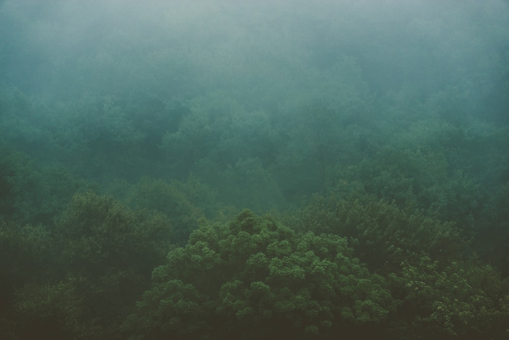 white fogs on top of forest