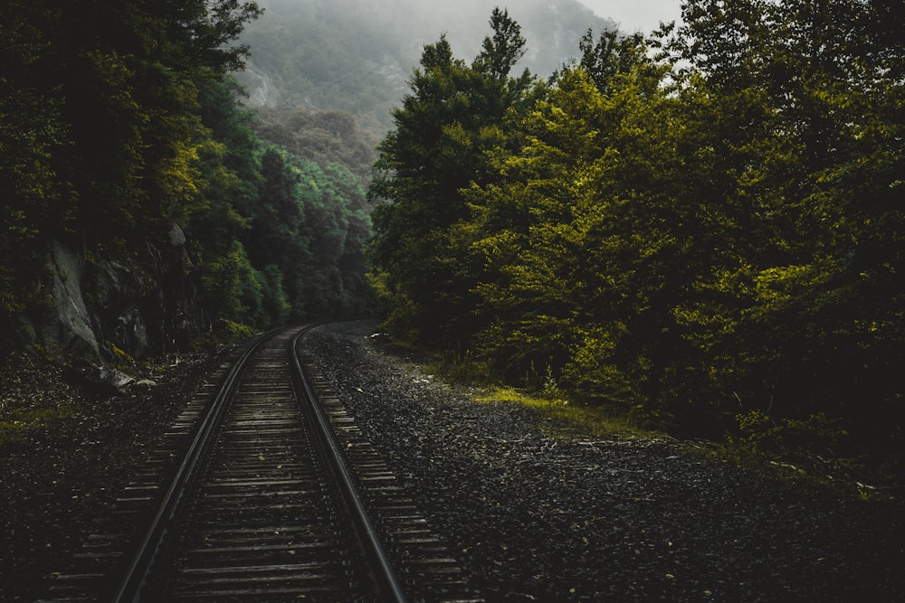 train trailway between trees