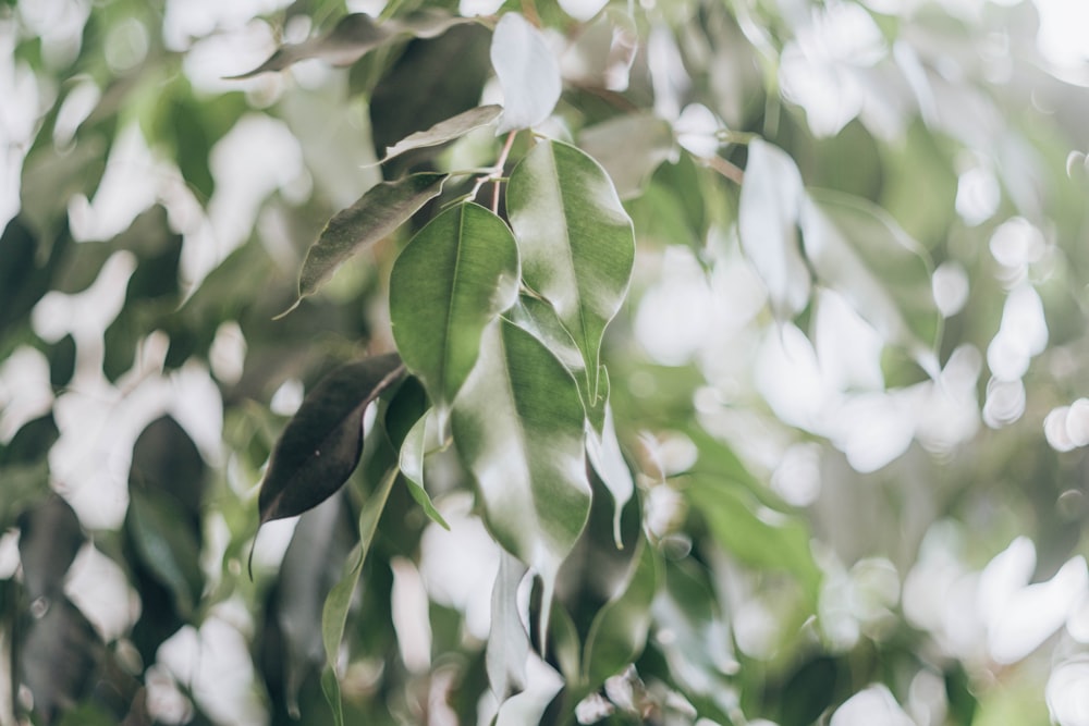 green leafed tree