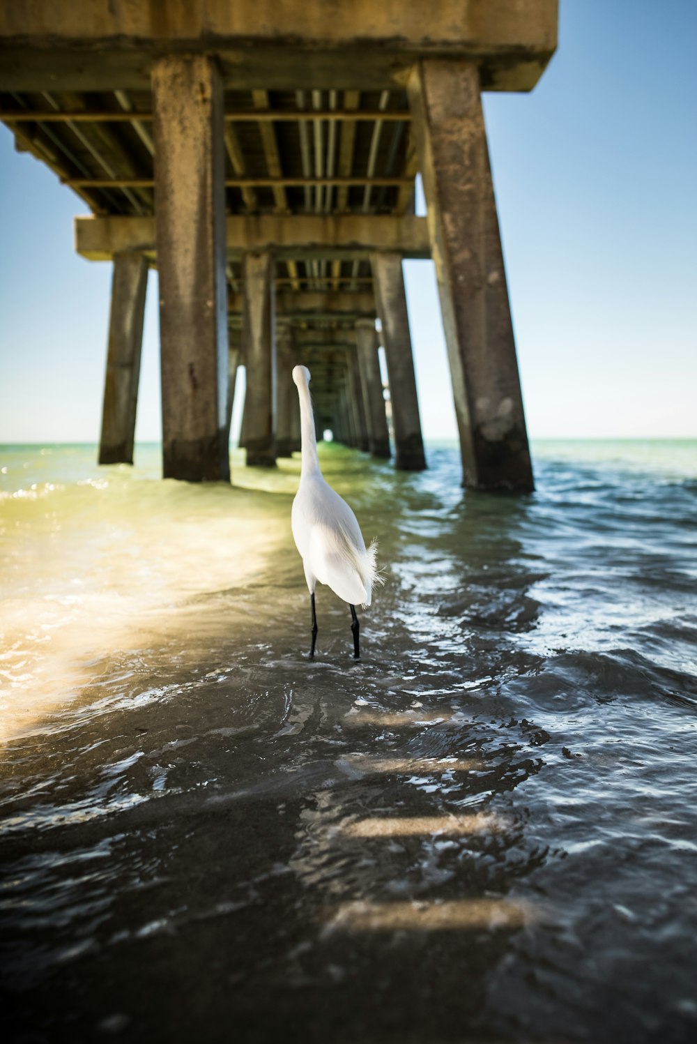 pájaro blanco de pie en el cuerpo de agua debajo del puerto de madera marrón