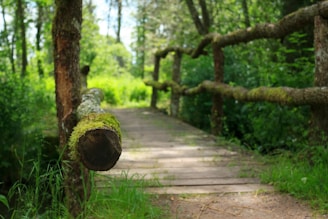 Runners crossing a rustic wooden bridge surrounded by lush greenery during the Trail du Grand Sénonais.