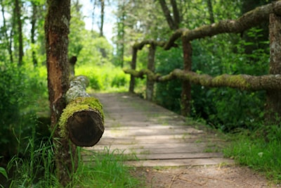 Runners crossing a rustic wooden bridge surrounded by lush greenery during the Trail du Grand Sénonais.