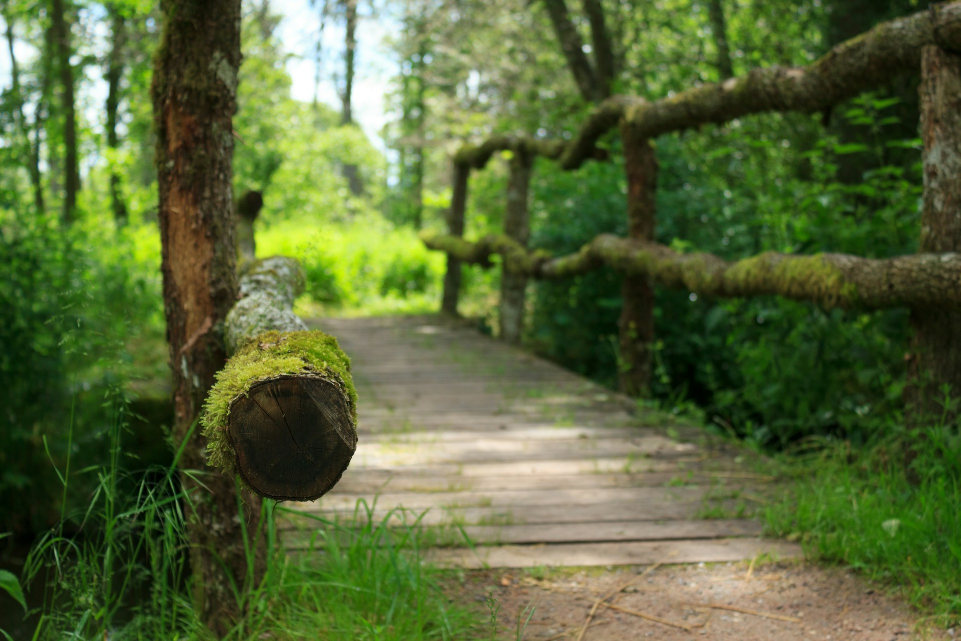 a path in the woods with moss growing on it