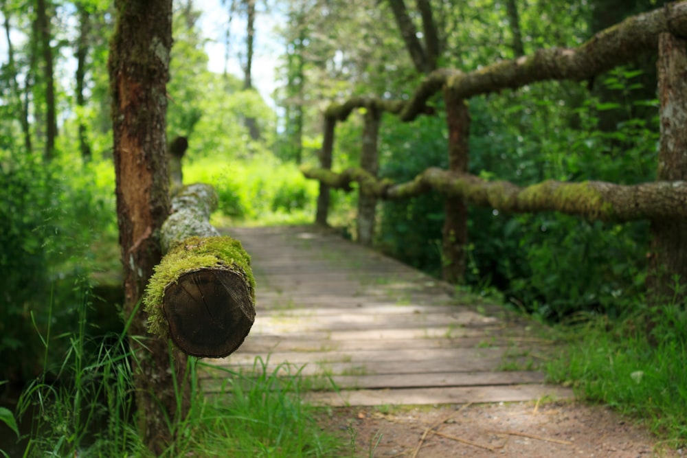 a path in the woods with moss growing on it