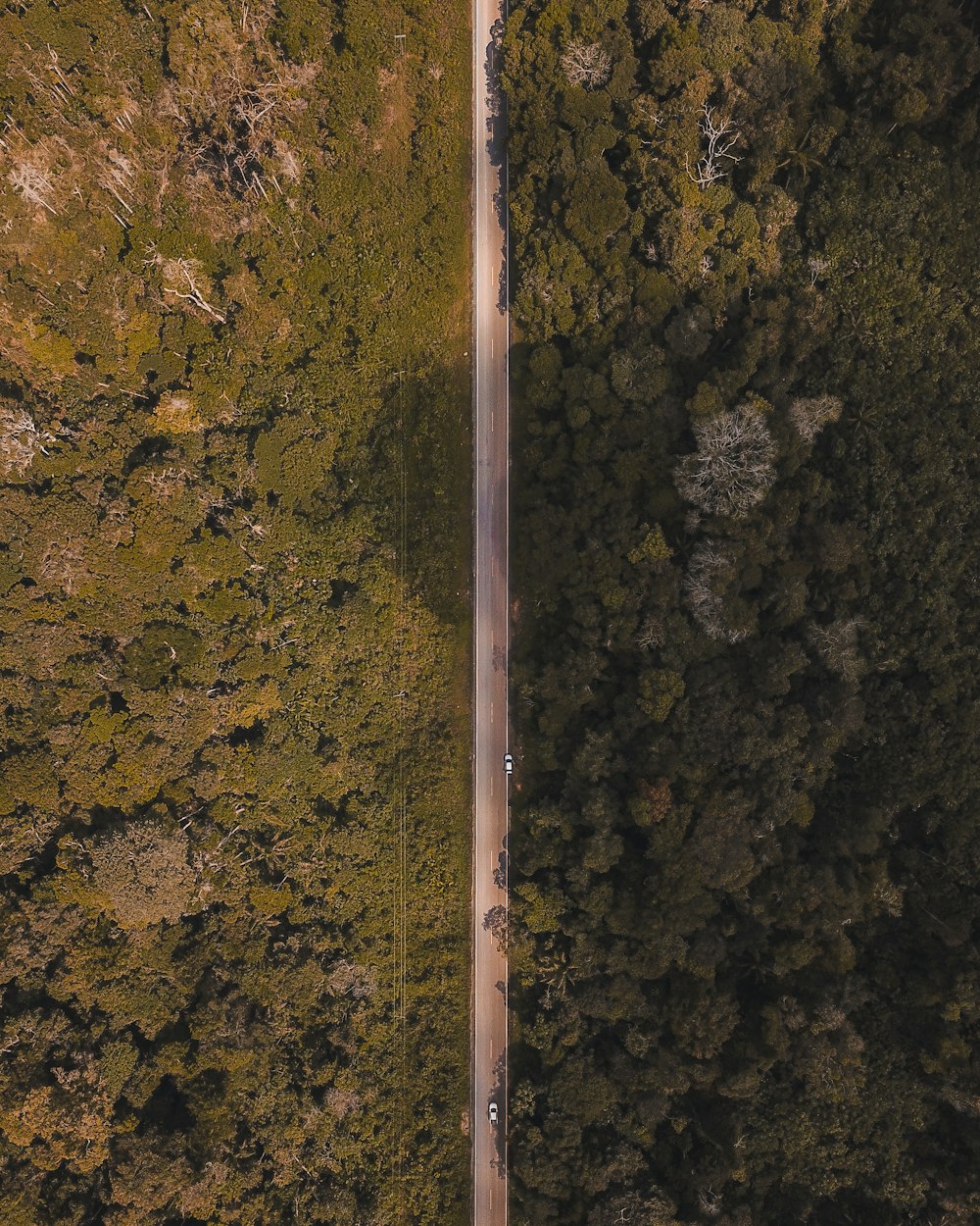 Foto aérea de una carretera en línea recta en medio del bosque