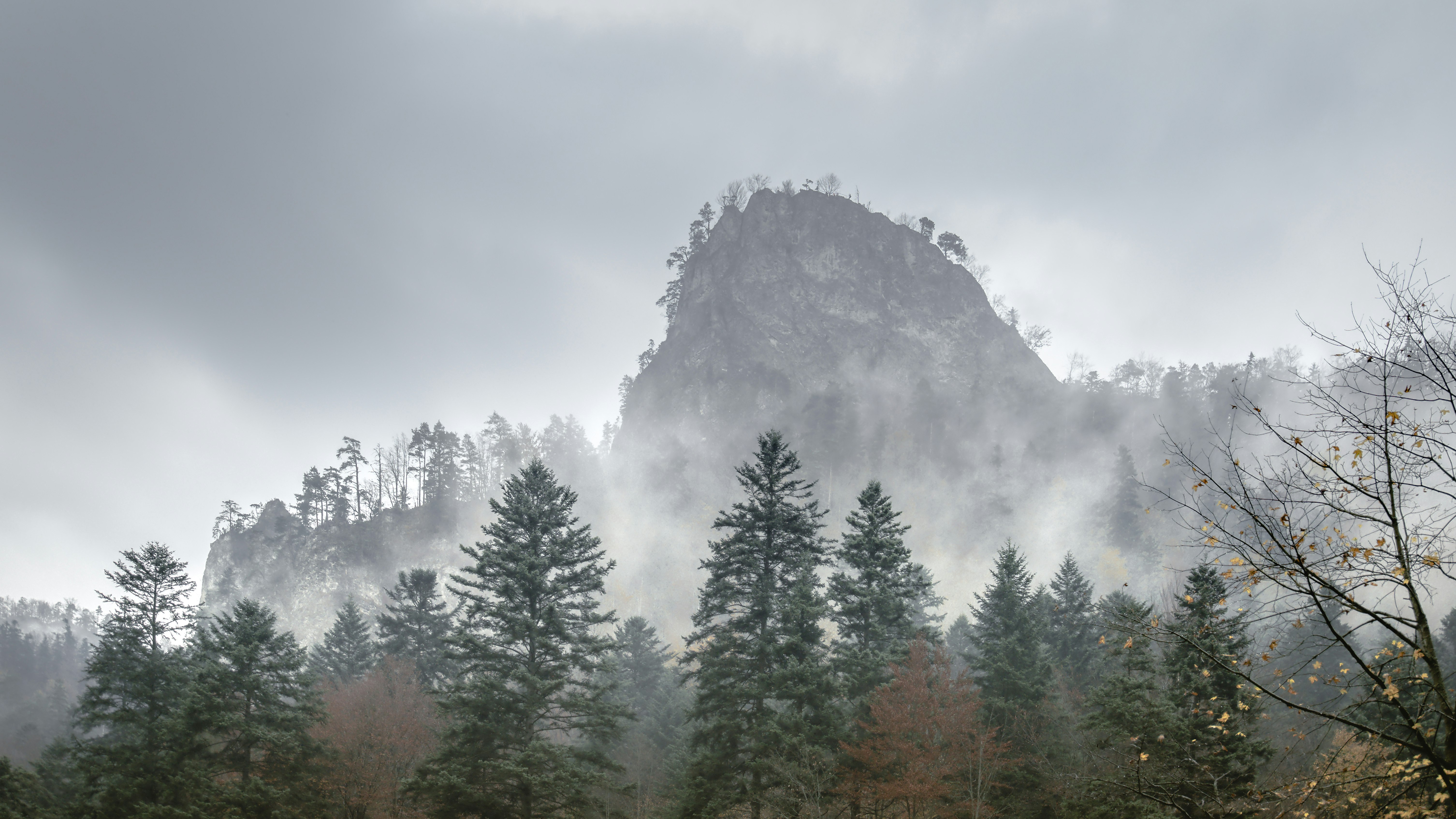 low angle photo of green trees near mountain alps