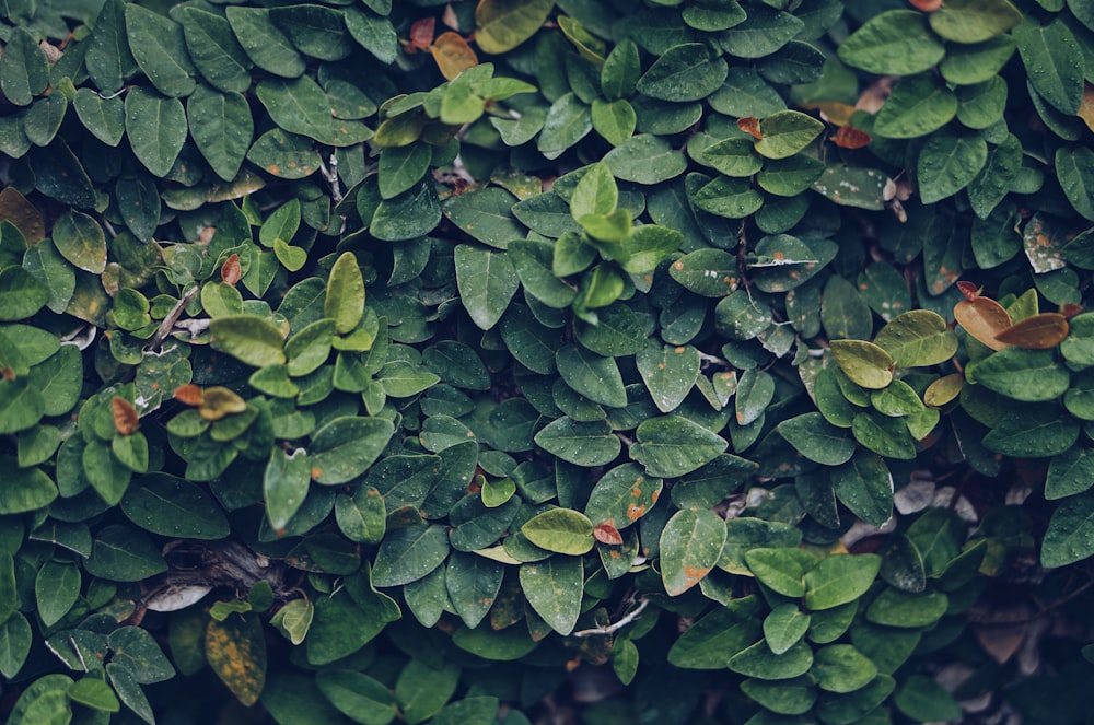 photo of green leaves