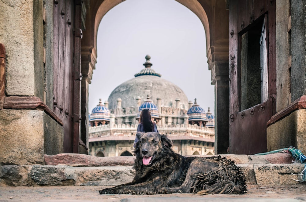 black and brown dog lying on ground