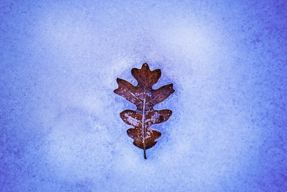 brown maple leaf