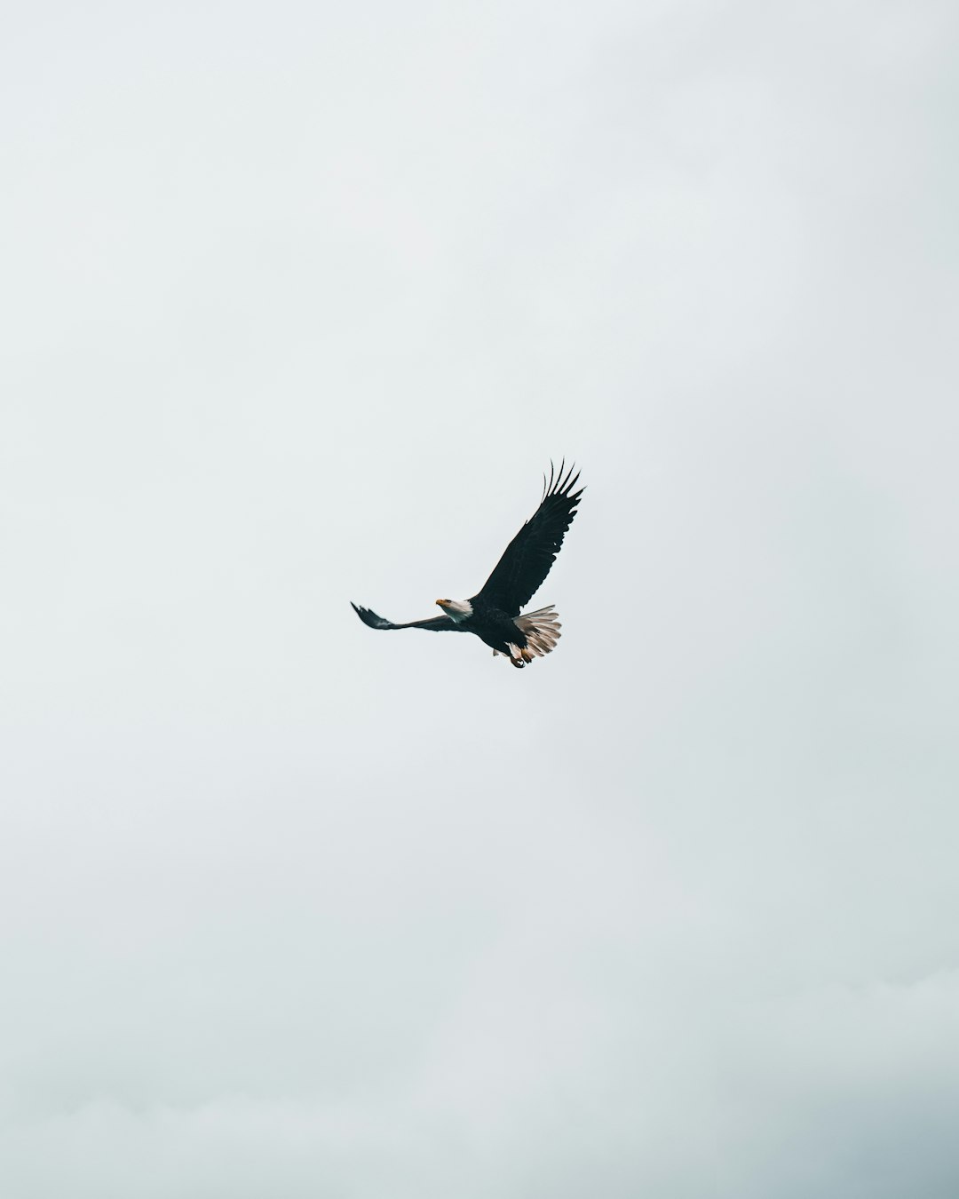 flying bald eagle during daytime