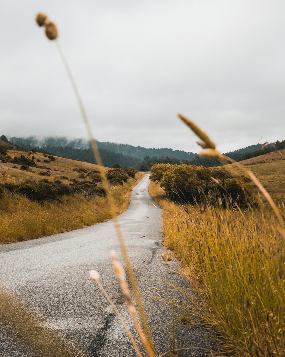 gray concrete road along grass field