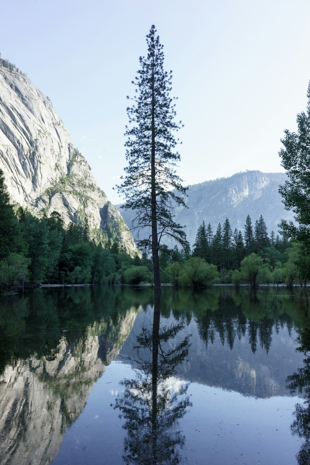 pine tree near mountain range