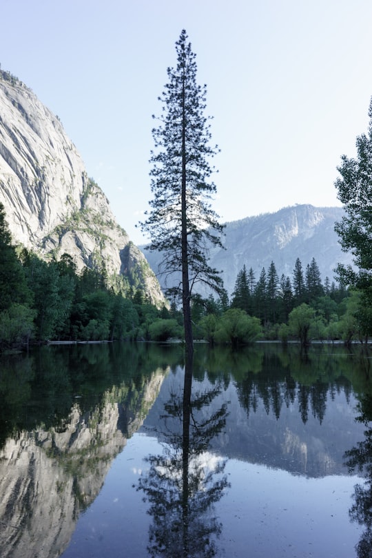 pine tree near mountain range in Yosemite National Park United States