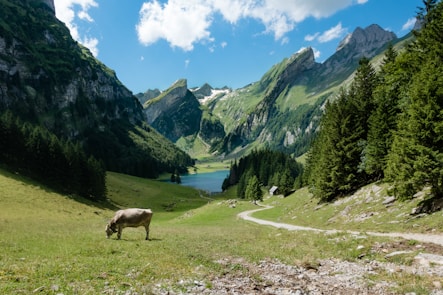 white cattle eating grass during daytime