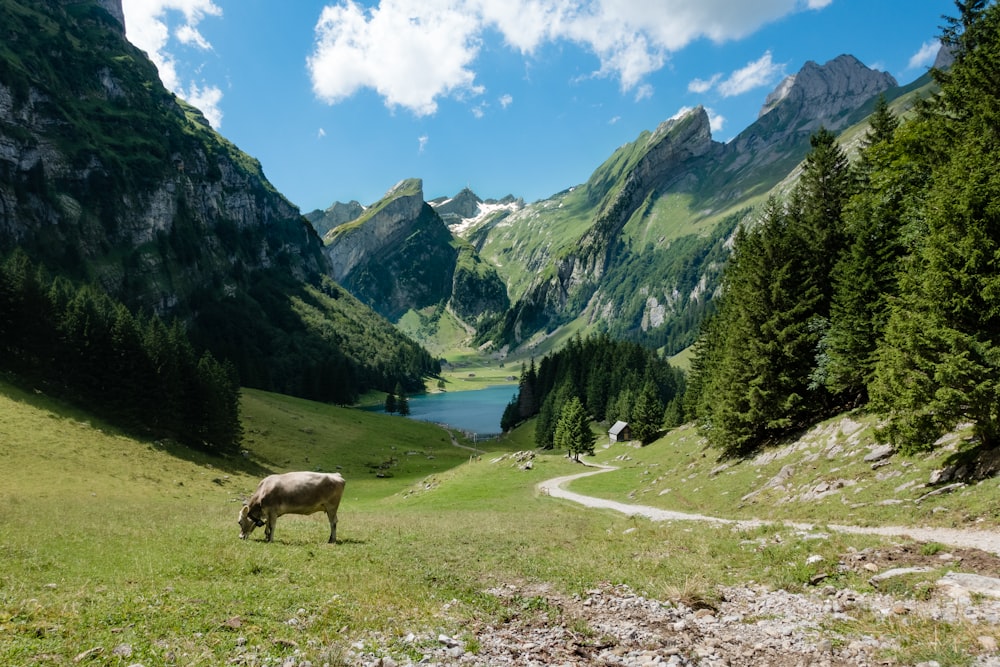 Weißes Vieh, das tagsüber Gras frisst