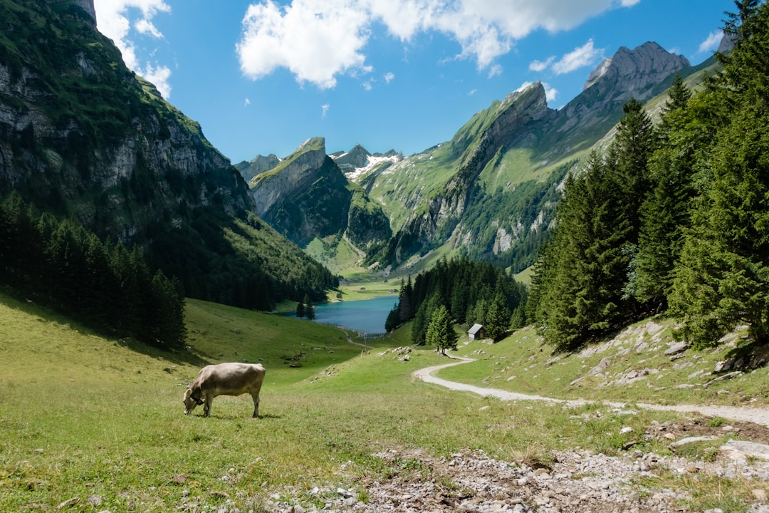 Swiss Cattle