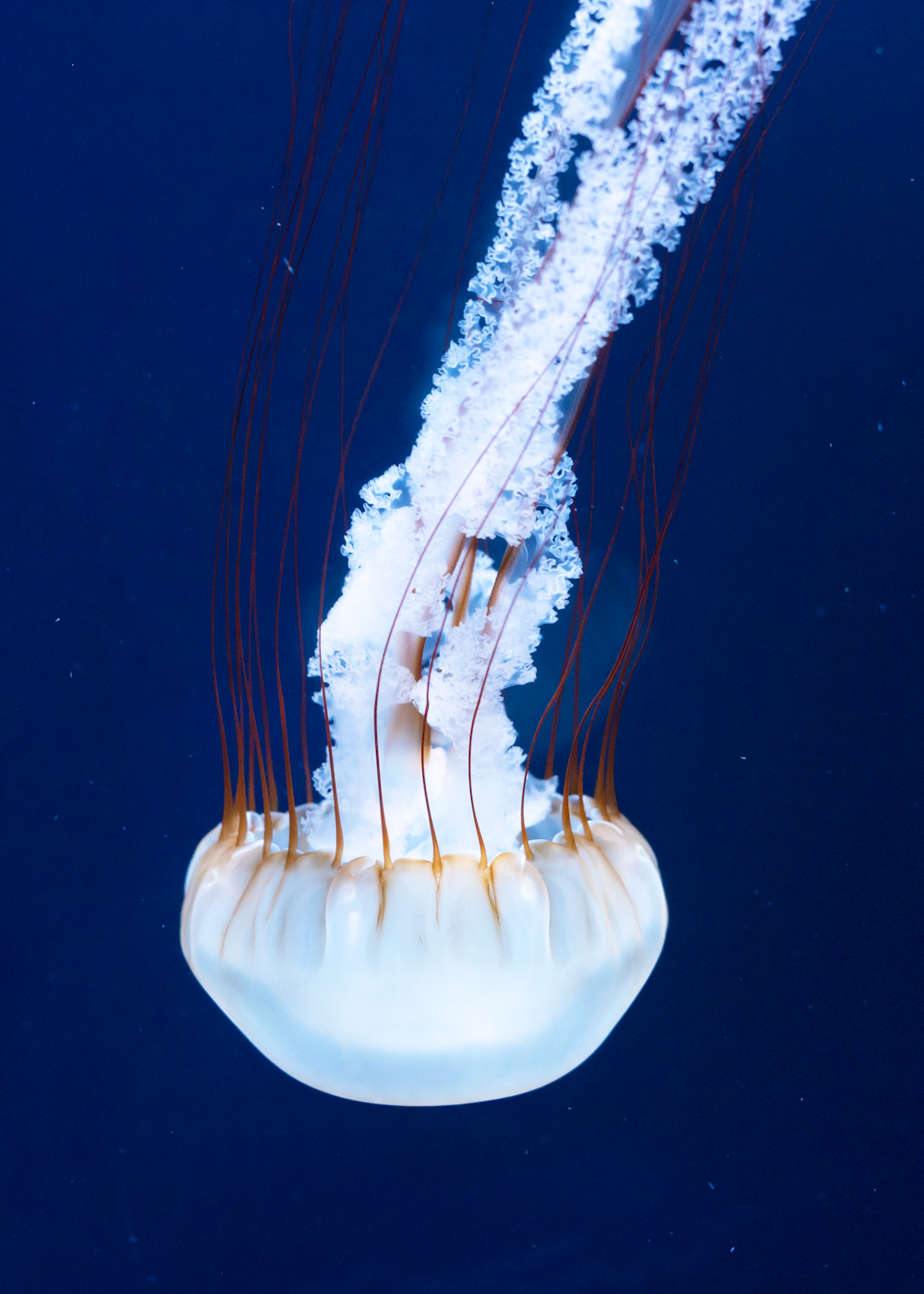 Meduse bianche e marroni sull'acqua