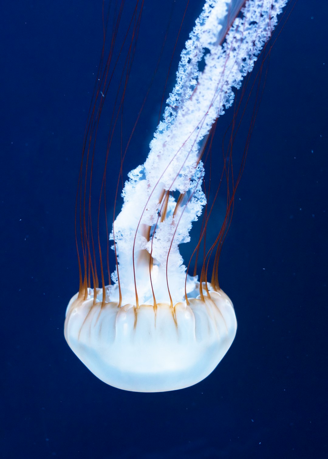 white and brown jellyfish on water