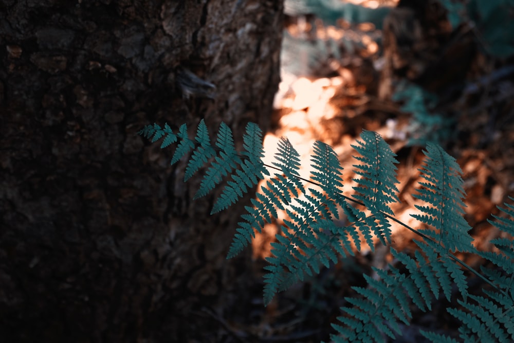 a close up of a fern leaf on a tree