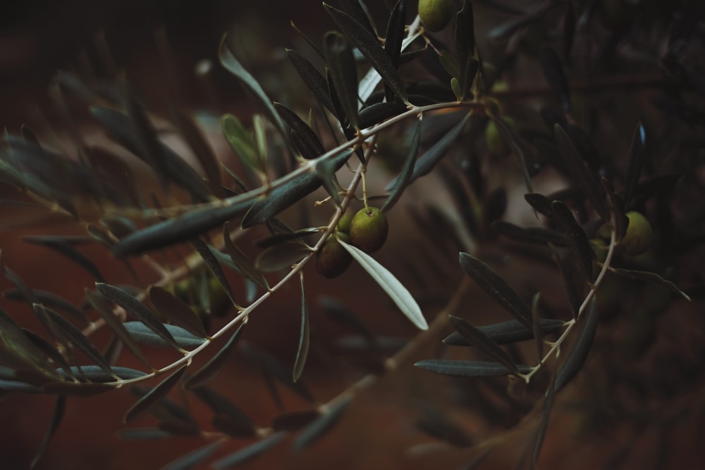 tilt shift photography of green fruit