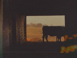 The silhouette of a beagle against a dark forest green barn door accented with subtle gold hardware, capturing the ranch’s old money charm.