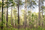 A dense forest scene with tall pine trees reaching up towards the sky. Sunlight filters through the leaves, creating a dappled effect on the ground. The lush greenery suggests a healthy, thriving ecosystem.