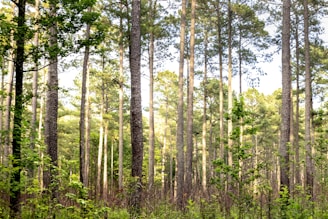 A dense forest scene with tall pine trees reaching up towards the sky. Sunlight filters through the leaves, creating a dappled effect on the ground. The lush greenery suggests a healthy, thriving ecosystem.