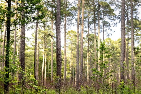 A dense forest scene with tall pine trees reaching up towards the sky. Sunlight filters through the leaves, creating a dappled effect on the ground. The lush greenery suggests a healthy, thriving ecosystem.