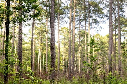 A dense forest scene with tall pine trees reaching up towards the sky. Sunlight filters through the leaves, creating a dappled effect on the ground. The lush greenery suggests a healthy, thriving ecosystem.
