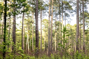 A dense forest scene with tall pine trees reaching up towards the sky. Sunlight filters through the leaves, creating a dappled effect on the ground. The lush greenery suggests a healthy, thriving ecosystem.