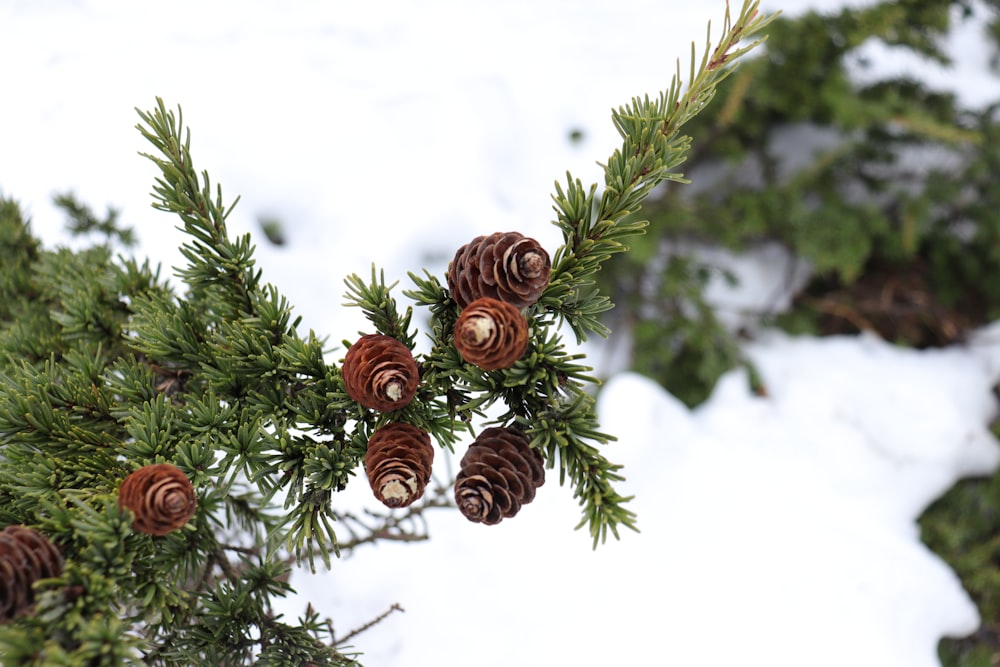 pine cones on pine tree