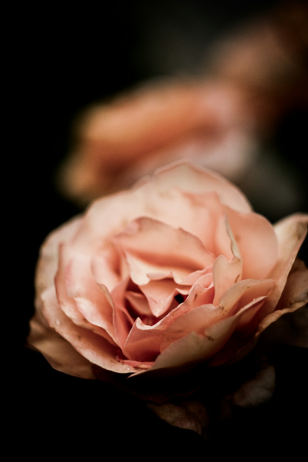 selective focus of pink rose