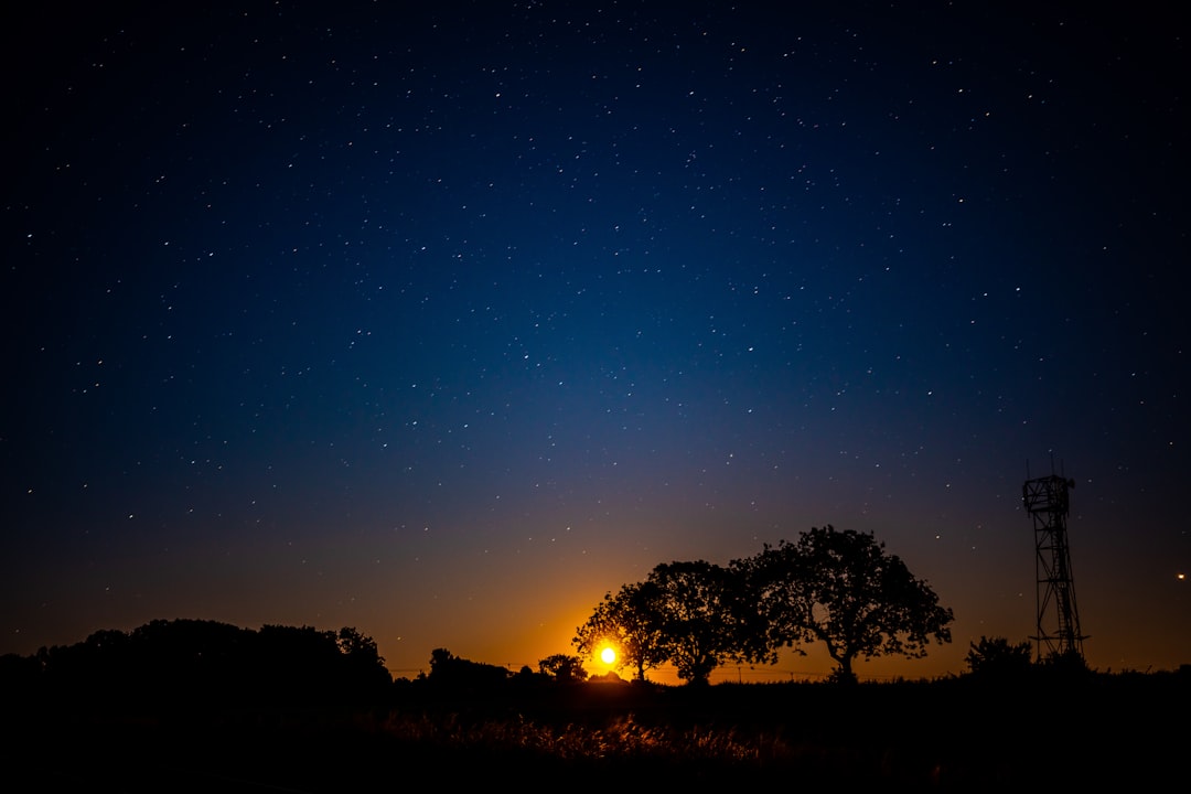 silhouette of trees during sunset