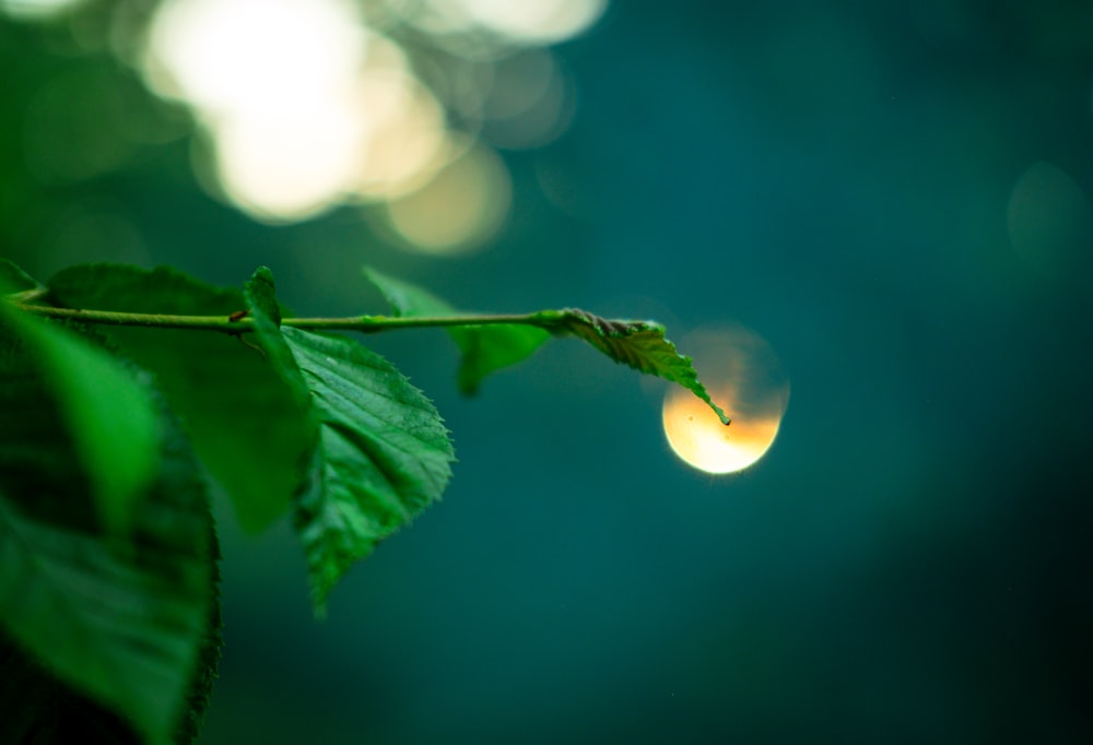 a close up of a leaf with a blurry background