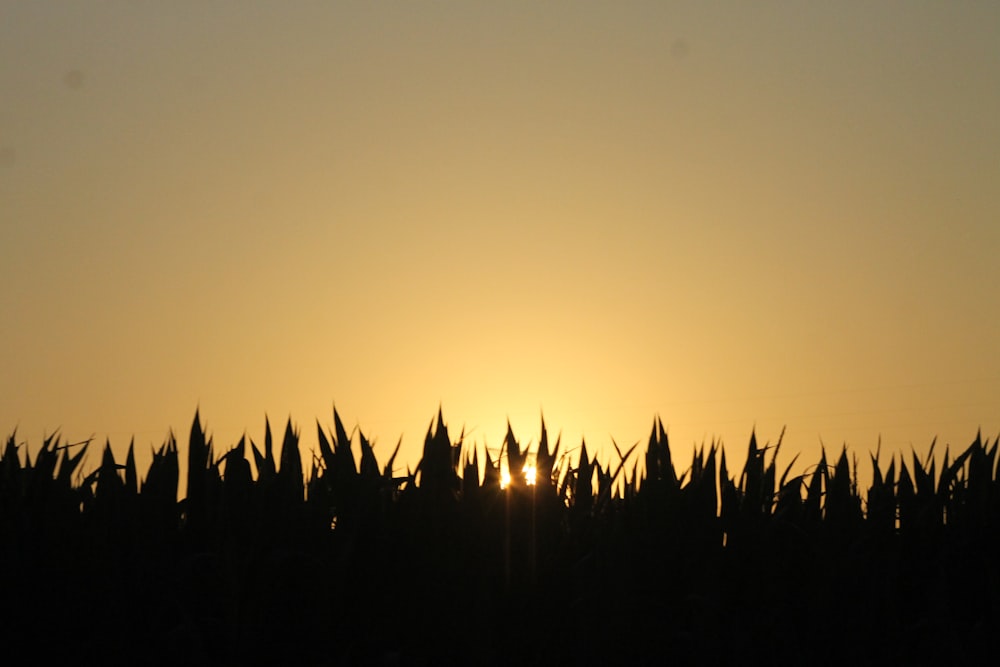 silhouette of plant