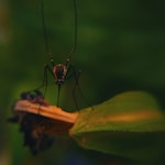 macro photography of mosquito