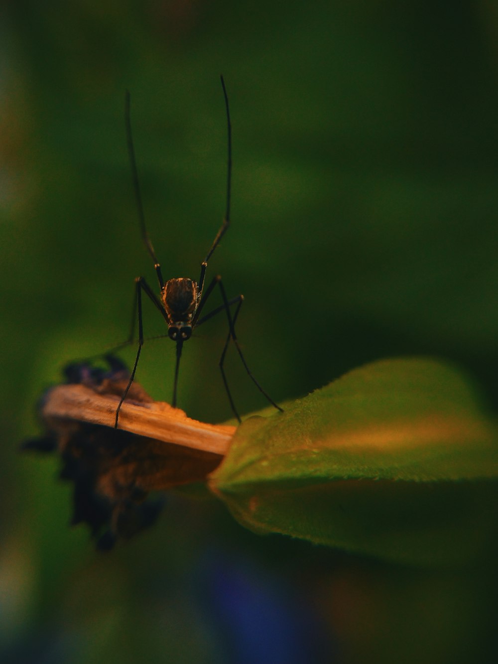 fotografia macro di zanzara