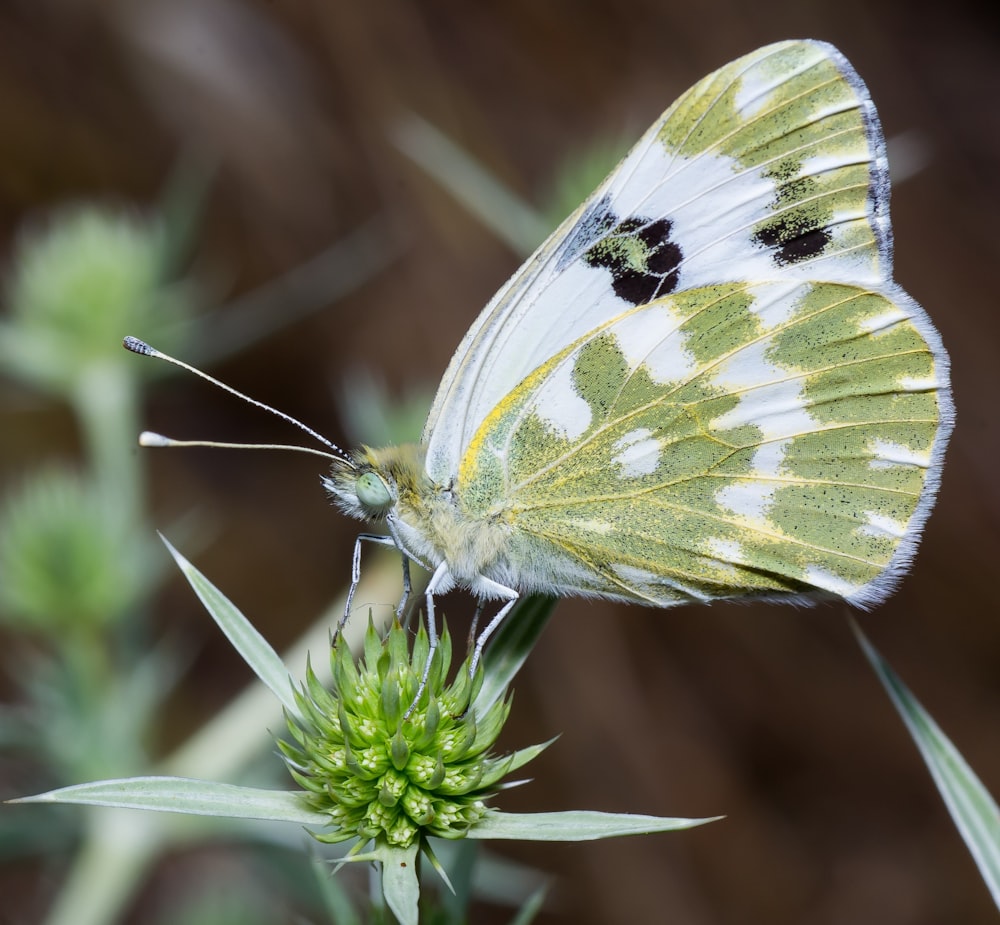 Selektive Fokusfotografie von Schmetterlingen