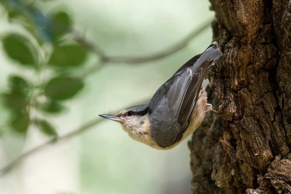 brown belly long-beaked bird on tree trunk