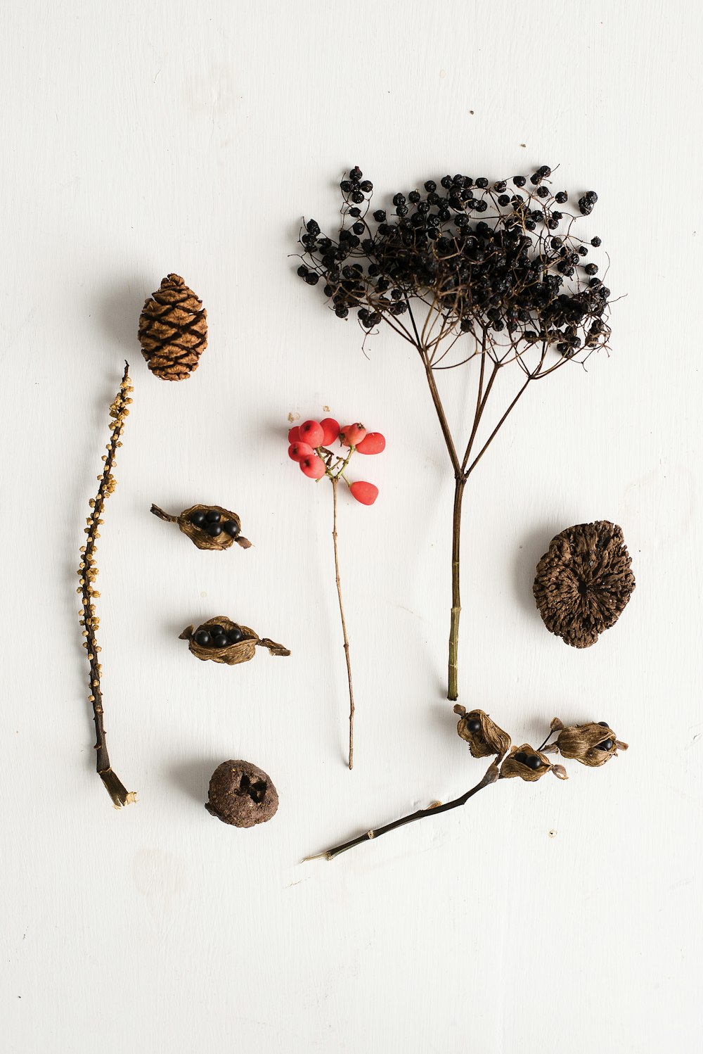 pine cone and dried pepper seeds