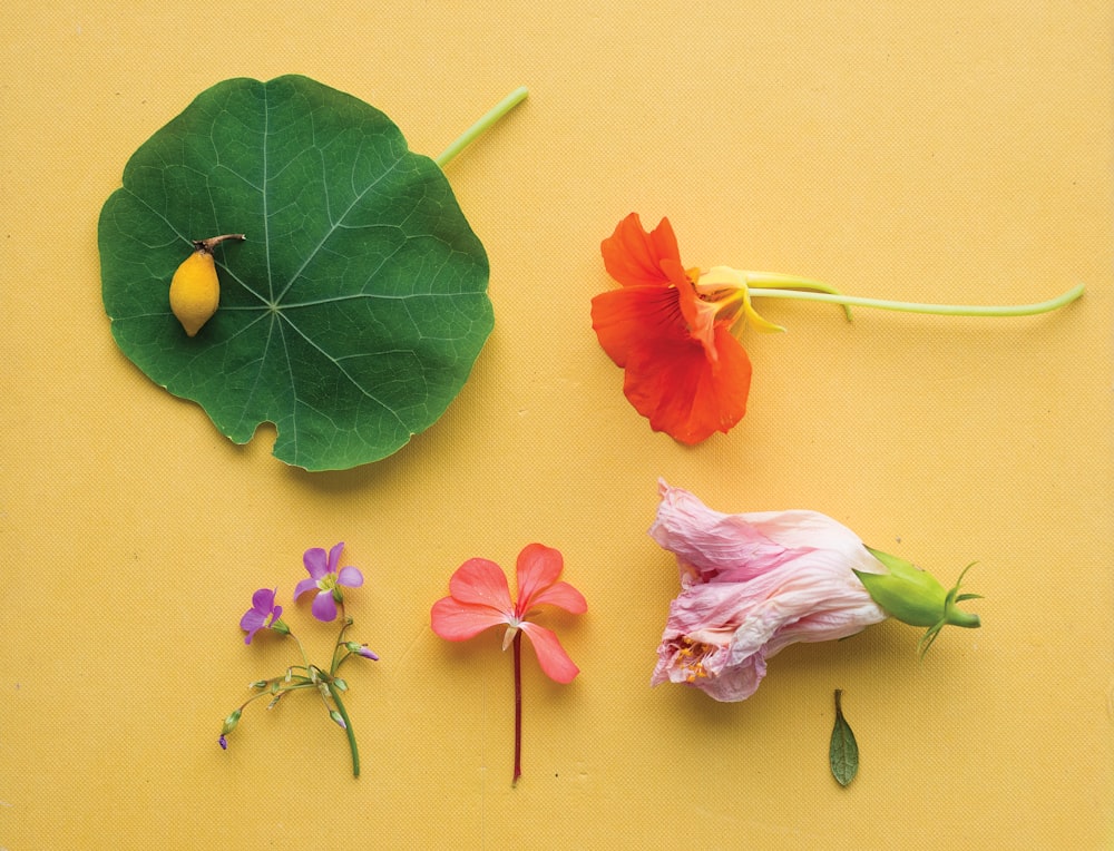 assorted flowers on yellow surface