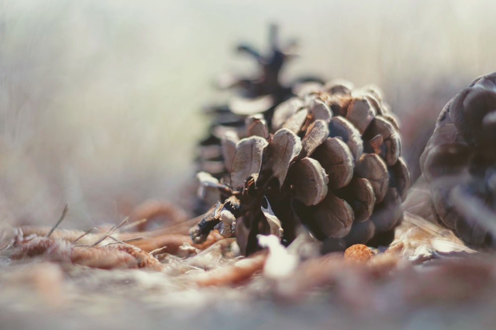 a close up of two pine cones on the ground