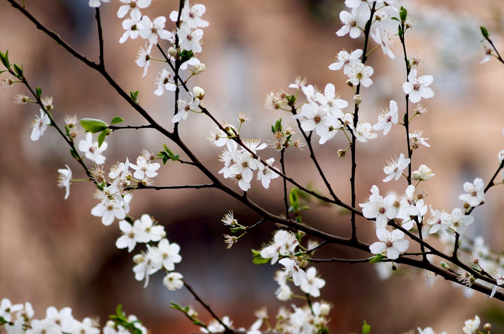 Selektive Fokusfotografie von weißblättrigen Blüten